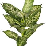 Groen-geel