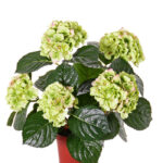 Groen-paars