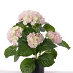 Wit-roze