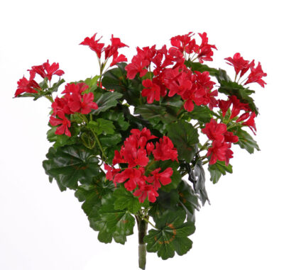 Oostenrijkse geranium (Pelargonium) 40cm, met 92 blad 108 bloemen knoppen, UVsafe, zonder pot