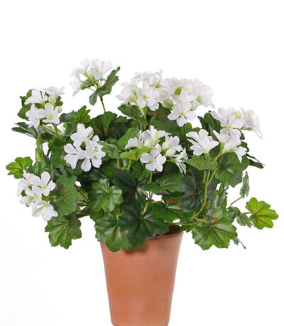 Oostenrijkse geranium (Pelargonium) 40cm, met 92 blad 108 bloemen knoppen, UVsafe, zonder pot