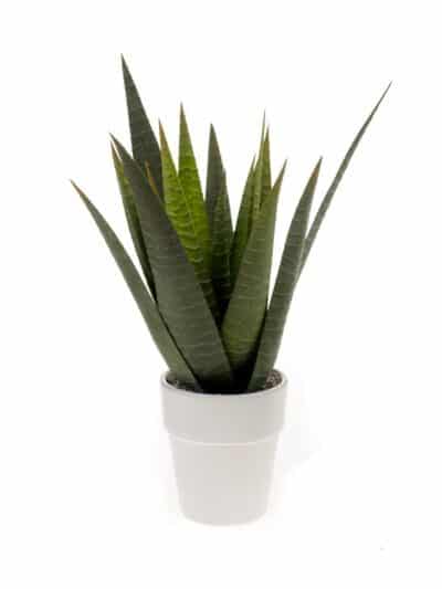 Kunstplant Aloe Vera in White Pot 13.5cm d