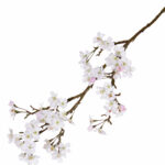 Wit-roze