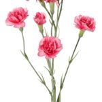 Cerise