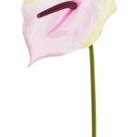 Cerise