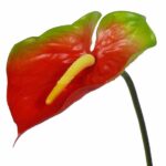 Rood-groen