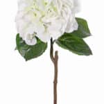 Wit-groen
