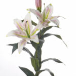 Wit-roze