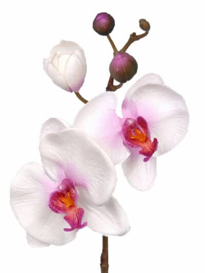 Kunstbloem Phalaenopsis x3 kort 33cm pl knop