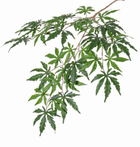 Kunstbladtak Japanse esdoorn (acer) groen 70cm FR