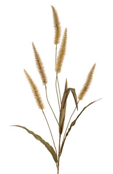 Kunsttak Pennisetumtak (Lampepoetser) groot, met 5 pluimen 22cm 4 blad, 134cm