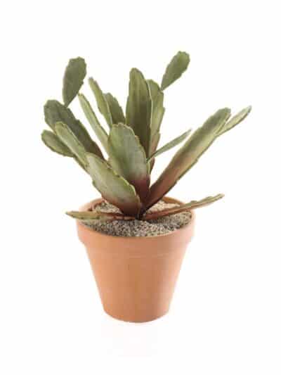 Kunstplant Zygocactus bush 27cm groen-bruin