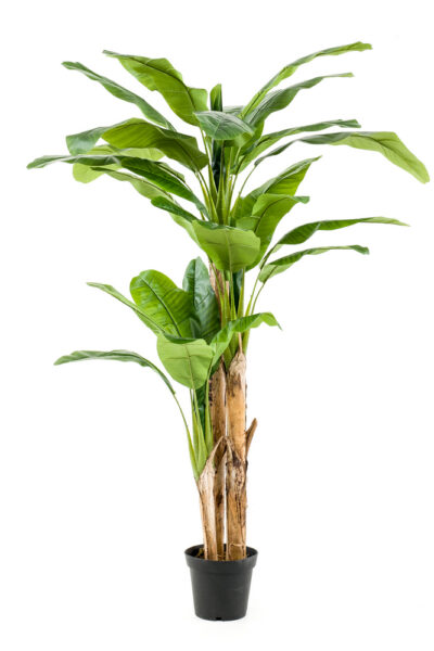 Kunstplant Banana tree x3 210cm 27lvs in pot