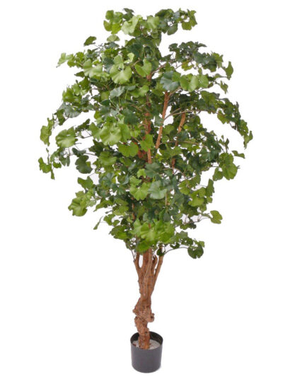 Kunstplant Gingko bilobax 180cm